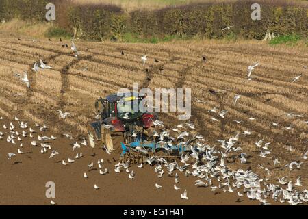 Valtra T 163 trattore aratura in stoppie di frumento, Norfolk, Gennaio Foto Stock