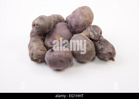 Viola patate Vitelotte. Isolato su sfondo bianco Foto Stock