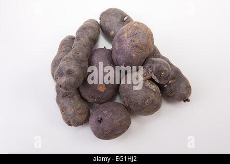 Viola patate Vitelotte. Isolato su sfondo bianco Foto Stock