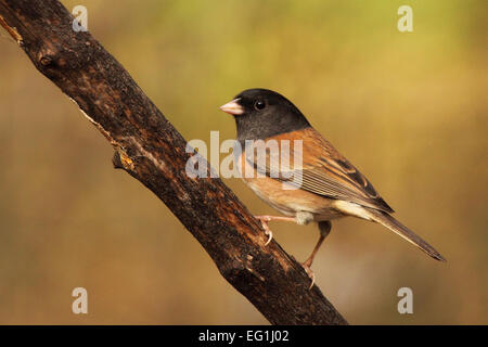 Un dark-eyed Junco su una diagonale di pesce persico. Foto Stock