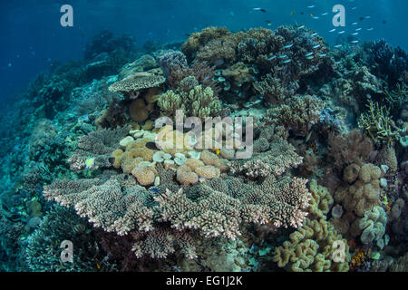 Una ricca e sana Coral reef cresce in Raja Ampat, Indonesia. Questa regione porti straordinaria biodiversità marina. Foto Stock