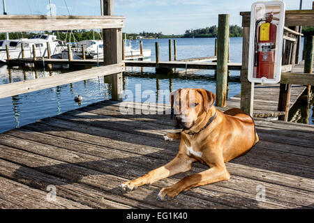 Florida Melbourne Beach, onesto John's Fish Camp, Rhodesian Ridgeback, cani da cane, animali domestici, Indian River Water Lagoon, Mullet Creek Water, molo, Visitors trave Foto Stock