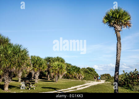 Fort ft. Pierce Florida, Hutchinson Barrier Island, Fort Pierce Inlet Water state Park, cavolo Sabal palme, spiaggia spiagge percorso, i visitatori viaggio Foto Stock