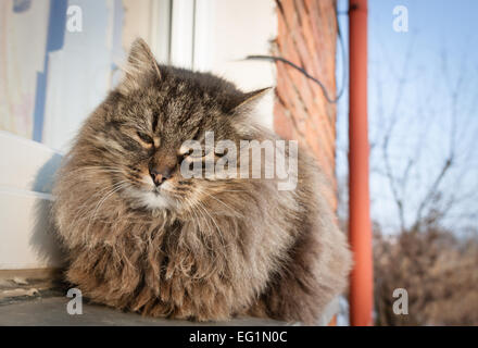 Il persiano Longhair Cat peloso seduto al di fuori della finestra di guardare direttamente la fotocamera Foto Stock