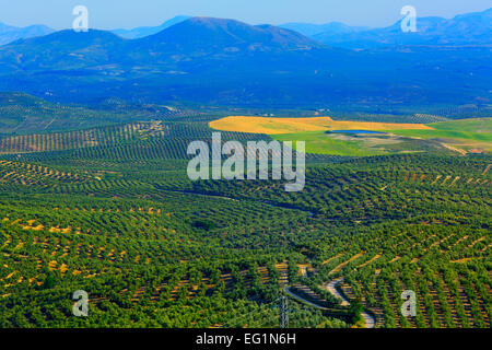 Paesaggio, uliveti da Plaza Santa Lucia, a Ubeda, Andalusia, Spagna Foto Stock