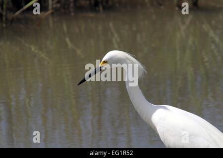 Snowy garzetta, Egretta thuja, uccelli del Nord America Foto Stock