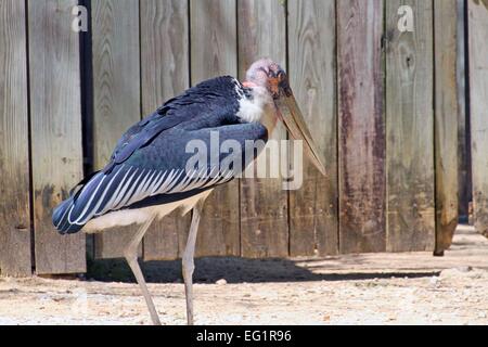 Lo Zoo di Houston. Gli animali in cattività. Houston, Texas, Stati Uniti d'America Foto Stock