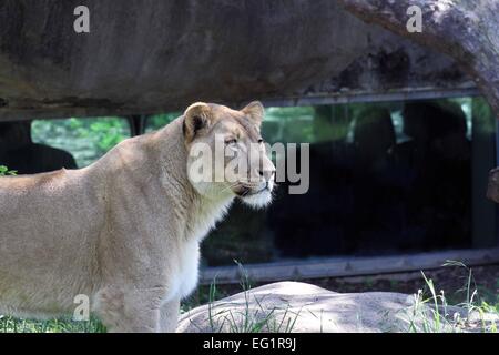 Lo Zoo di Houston. Gli animali in cattività. Houston, Texas, Stati Uniti d'America Foto Stock