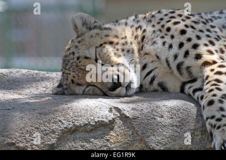 Lo Zoo di Houston. Gli animali in cattività. Houston, Texas, Stati Uniti d'America Foto Stock