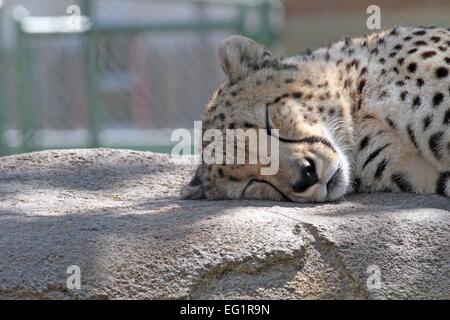 Lo Zoo di Houston. Gli animali in cattività. Houston, Texas, Stati Uniti d'America Foto Stock