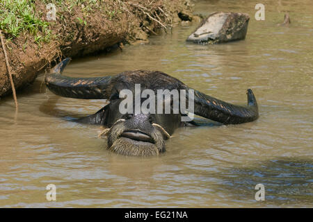Bufalo d'acqua (Bubalus arnee), il Vietnam Asia Foto Stock