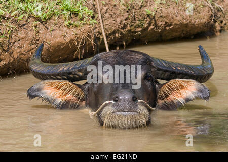 Bufalo d'acqua (Bubalus arnee), il Vietnam Asia Foto Stock