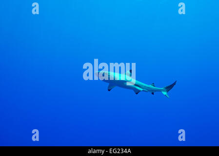 Punta Nera Shark Reef. A Yap island Stati Federati di Micronesia. Foto Stock