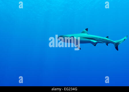 Punta Nera Shark Reef. A Yap island Stati Federati di Micronesia. Foto Stock