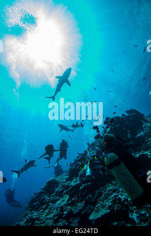 ​Shark immersioni subacquee. A Yap island Stati Federati di Micronesia. Foto Stock