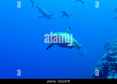 Shark diving. Punta nera squalo. A Yap island Stati Federati di Micronesia. Foto Stock