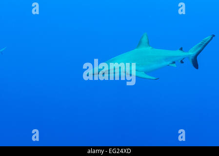 Grey Reef shark. A Yap island Stati Federati di Micronesia. Foto Stock