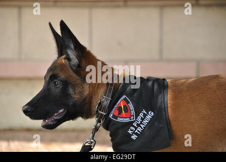 Tre-mese-vecchio Xxplorer, un belga Malinois cucciolo con il Dipartimento della Difesa Militare del cane di lavoro Programma di allevamento, trascorre la sua pre-formazione di giorni con ingegneri presso la Air Force ingegnere civile Centro a base comune San Antonio - Lackland, Texas. Breanne Smith Foto Stock