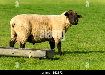 Ritratto di una pecora nei pressi di un canale in un campo verde a Romney Marsh, Kent Foto Stock