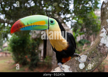 Chiglia fatturati Tucan (toucan) nella struttura ad albero (Ramphastos sulfuratus brevicarinatus) al villaggio dei nativi Indiani della tribù Embera, Embera V Foto Stock