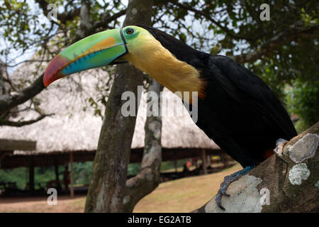 Chiglia fatturati Tucan (toucan) nella struttura ad albero (Ramphastos sulfuratus brevicarinatus) al villaggio dei nativi Indiani della tribù Embera, Embera V Foto Stock