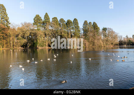 Gli uccelli acquatici sul lago a Tredegar House Country Park, Newport, Wales, Regno Unito Foto Stock