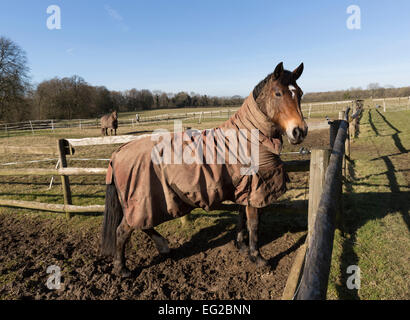 Cavallo nel paddock con coperta in inverno, St Briavels, Gloucestershire, England, Regno Unito Foto Stock