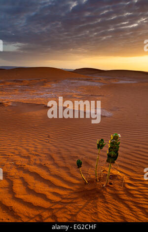 Lone pant nell'increspata marocchino nel deserto del Sahara in un incantevole golden sunrise. Foto Stock