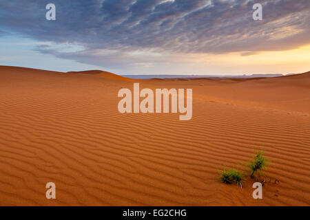 Lone impianto increspata il deserto del Sahara in soft golden. La luce del mattino come il sole sorge, Marocco. Foto Stock