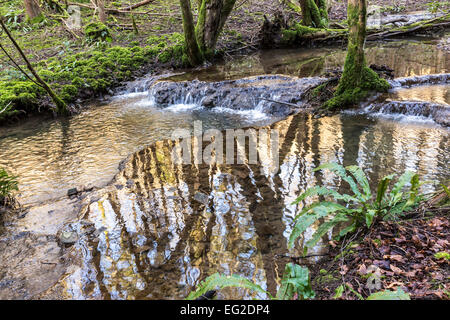 Con flusso di tufo dighe, Slade fondo valle, St Briavels, Gloucestershire, England, Regno Unito Foto Stock