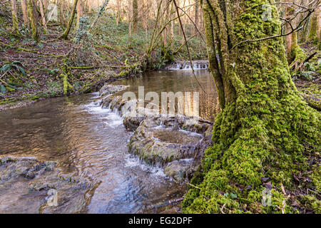 Con flusso di tufo dighe e moss su albero, Slade fondo valle, St Briavels, Gloucestershire, England, Regno Unito Foto Stock