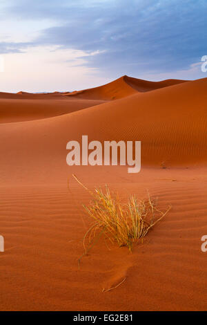 La mattina presto luce su un'erba tussock nel Sahara dune di sabbia vicino Erg Chigaga. Foto Stock