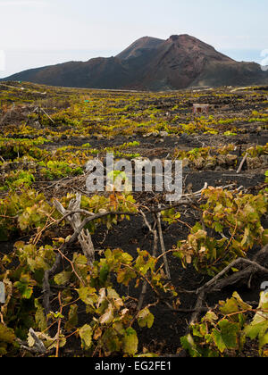 Le viti crescono sul nera vulcanica del terreno al vulcano Teneguia (in alto) sull'isola delle Canarie di La Palma. Foto Stock