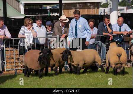 Smart black-di fronte pecore con maschio ufficiale, stare insieme in una soleggiata visualizza anello durante un concorso di allevamento - il grande spettacolo dello Yorkshire, Inghilterra, Regno Unito. Foto Stock