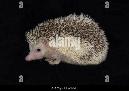 Close up e isolato fotografia di una nana africana riccio contro uno sfondo nero Foto Stock