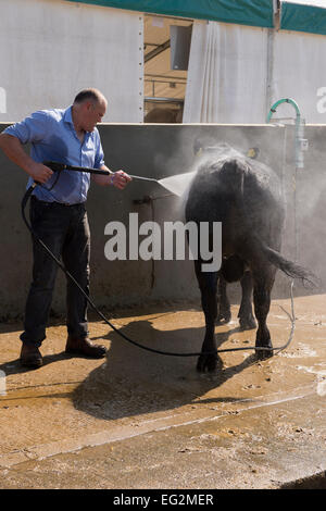 Maschio jet-hosing pulito Angus bull in piedi in bestiame lavaggio a potenza, pulizia animale lavaggio con acqua spray - Great Yorkshire Show, Harrogate Inghilterra UK. Foto Stock