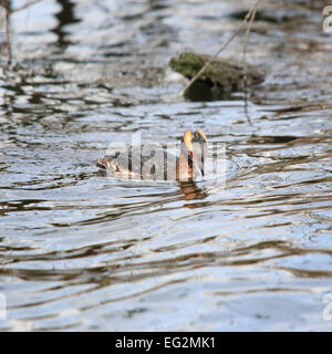 Svasso della Slavonia, noto anche come cornuto svasso o slavi, in acqua calma Foto Stock