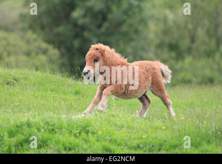 Un giovane al galoppo pony Shetland su un campo verde Foto Stock