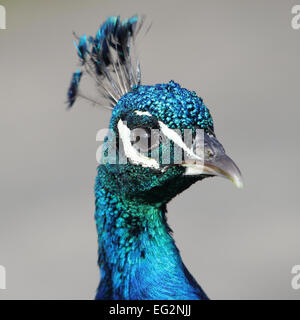 Peacock, close-up della sua testa Foto Stock