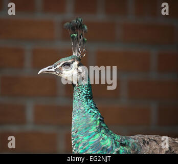 Peahen, testa-sparato contro un muro di mattoni Foto Stock