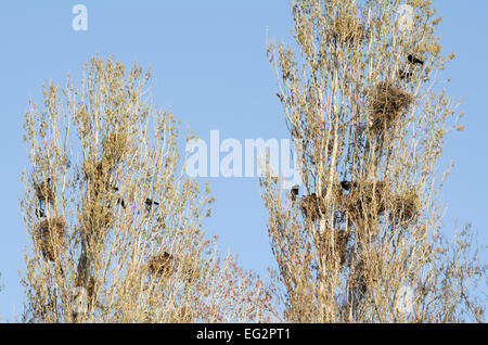 Carrion Crow's nidi sugli alberi di fronte al cielo blu chiaro Foto Stock