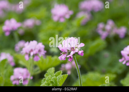 Foglie profumate pelargonium fiori. Foto Stock