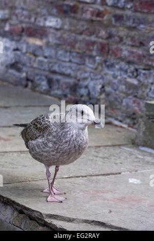 Larus argentatus. Giovani aringhe gabbiano in cerca di cibo. Foto Stock
