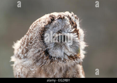 Immagine ravvicinata della testa di un Allocco (Strix aluco) captive bird a un display Foto Stock