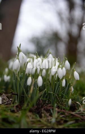 Snowdrops Tyneham village, Dorset, chiusa al pubblico durante il live cotture come ora su MOD poligono di tiro. Foto Stock