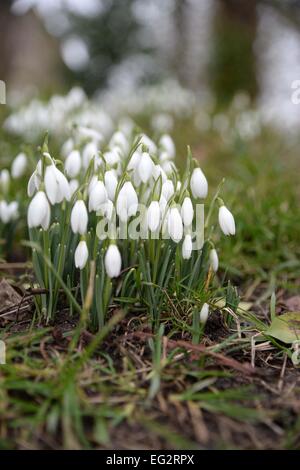 Snowdrops Tyneham village, Dorset, chiusa al pubblico durante il live cotture come ora su MOD poligono di tiro. Foto Stock