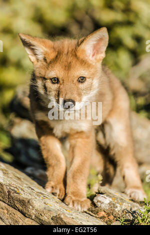 Baby cucciolo di lupo in piedi su una scogliera rocciosa vicino a Bozeman, Montana, USA. Foto Stock