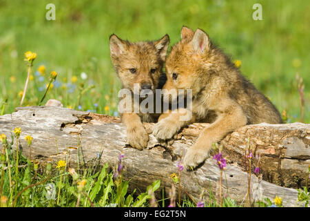 Grigio a due i cuccioli lupo seduto accanto a ciascun altro, guardando sopra un log in un prato pieno di fiori selvaggi vicino a Bozeman, Montana. Foto Stock
