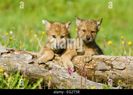 Grigio a due i cuccioli lupo seduto accanto a ciascun altro, guardando sopra un log in un prato pieno di fiori selvaggi vicino a Bozeman, Montana. Foto Stock