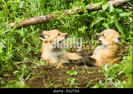 Due Red Fox kits giocare combattimenti nel loro den ingresso Foto Stock